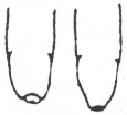 Intact Adult Penis.gif (36908 bytes)