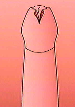 Cut 1.jpg (7 KB)