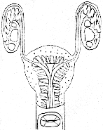 uterus.gif (11491 bytes)